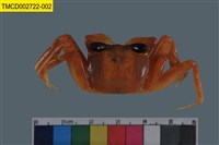 藏品(斯氏沙蟹)的圖片